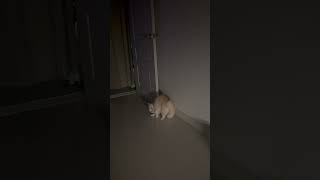 Playful Kitten Arching Its Back While Owner Films