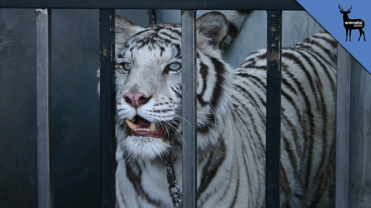 Should Circus Animals Be Illegal?