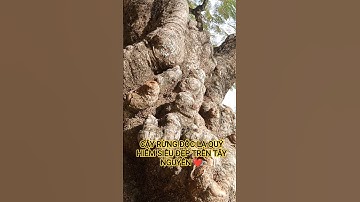 CÂY RỪNG ĐỘC LẠ QUÝ HIẾM SIÊU ĐẸP TRÊN TÂY NGUYÊN