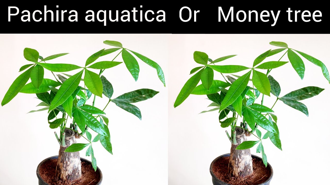 lucky-plant-pachira-money-tree-care-pachira-aquatica-plant-care-tips