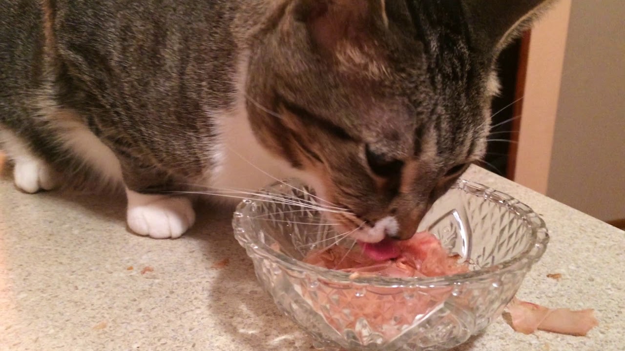 4 minutes of cats eating dried bonito flakes... - YouTube