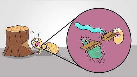Ecology Review: Food Chains & Webs, Relationships, Nitrogen & Carbon Cycles, Effects on Biodiversity