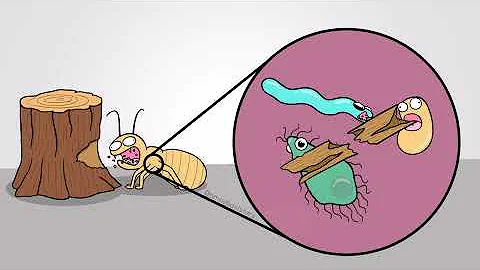 Ecology Review: Food Chains & Webs, Relationships, Nitrogen & Carbon Cycles, Effects on Biodiversity