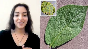 Engineering Undergraduate Research Experience: Ava Riaziat