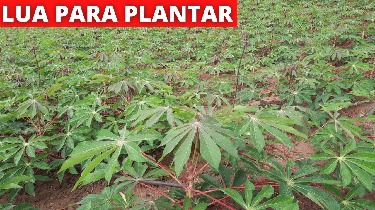 Qual a melhor lua para plantar mandioca - YouTube