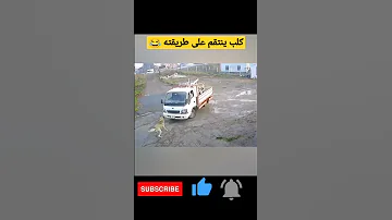 كلب ينتقم من صاحب سيارة كان يستفزه Shorts 
