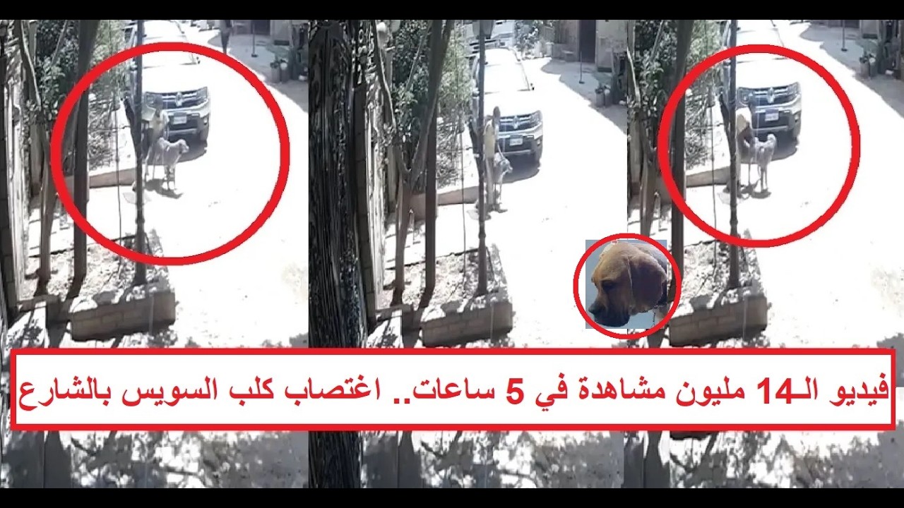 «اغتـ ـSـ ـبوه يومين كاملين» فيديو جديد يوثق ماذا فعل المراهقين الخمسة في كلب السويس