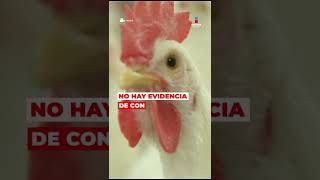 Esto pasa si comes pollo o huevo contaminados con H5N1 3