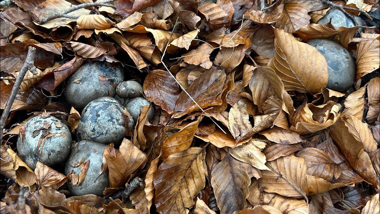 Hygrophorus marzuolus de enero de 2026