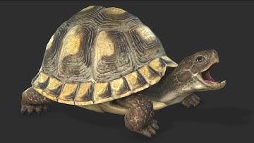 Turtle