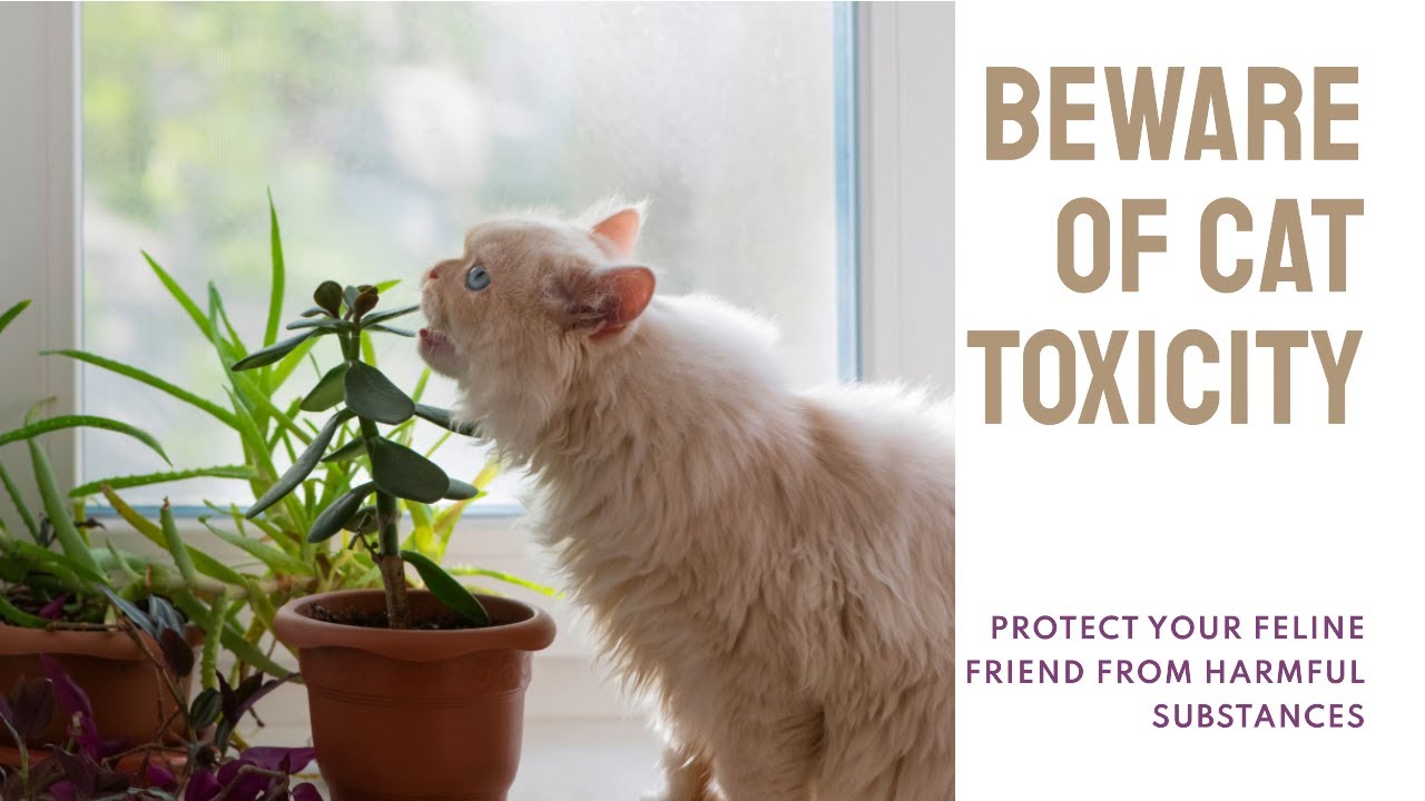 �� Toxic Medicines for Cats: Protecting Your Feline Friends ���� - YouTube