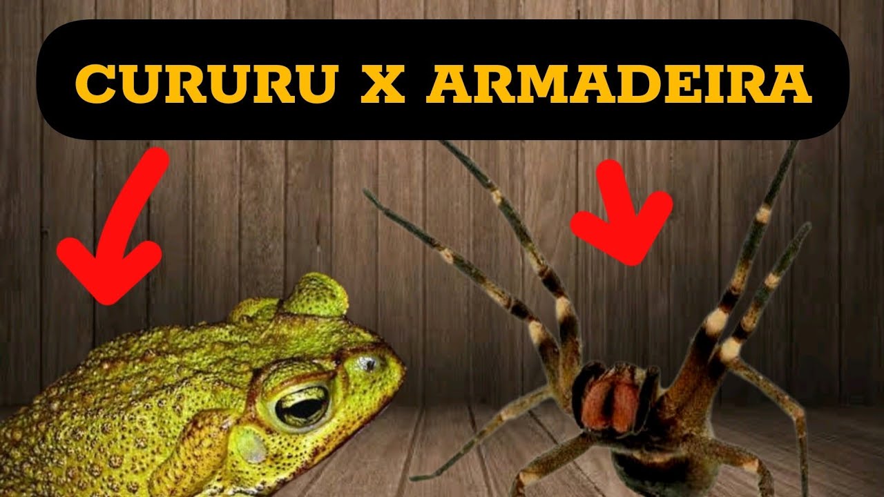 SAPO CURURU CONTRA ARANHA ARMADEIRA