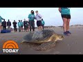 Sea Turtle Rescued From Texas Freeze Is Released Back Into Gulf | TODAY