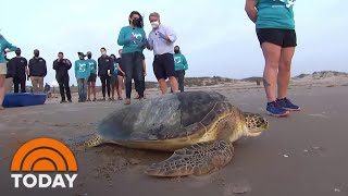 Sea Turtle Rescued From Texas Freeze Is Released Back Into Gulf | TODAY