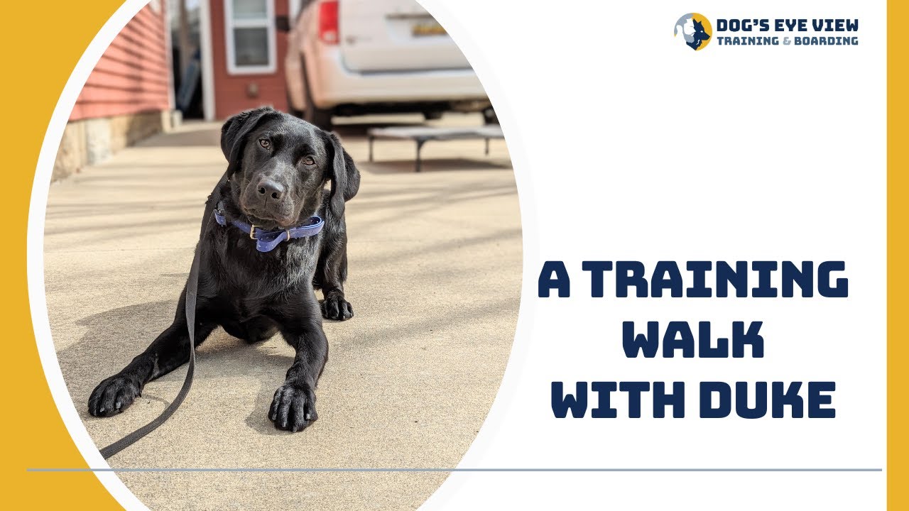 A training walk with Duke - Week 2 update - YouTube