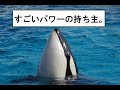 ショーの最後に、今まで見た中で1番級の高いスプラッシュジャンプか　　(鴨川シーワールド　シャチパフォーマンス)