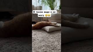 Это ОЧЕНЬ СМЕШНО ?memes fannyvideo