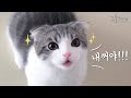 말대꾸하는 먼치킨 고양이 코비 (귀여움주의) talking cat