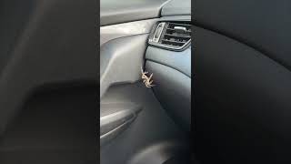 POV's Unexpected Spider Sighting in the Car