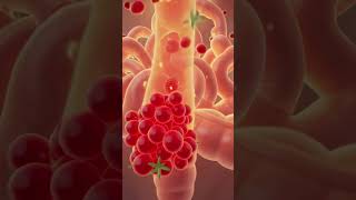 What Happens When a Pregnant Woman Eats Strawberries? 🍓 Real Baby Development Visualization
