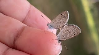 Shortest Video on Youtube (Butterfly Mating😮)
