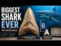 Megalodon Explained: Why the Biggest Shark in History Disappeared