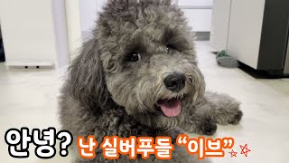 실버푸들｜분노의 질주 주인공이야?｜달리기 좋아하는 실버푸들｜푸들｜poddle｜silver poddle by ChrisMasEve 크리스마스이브 282 views 1 year ago 2 minutes, 32 seconds