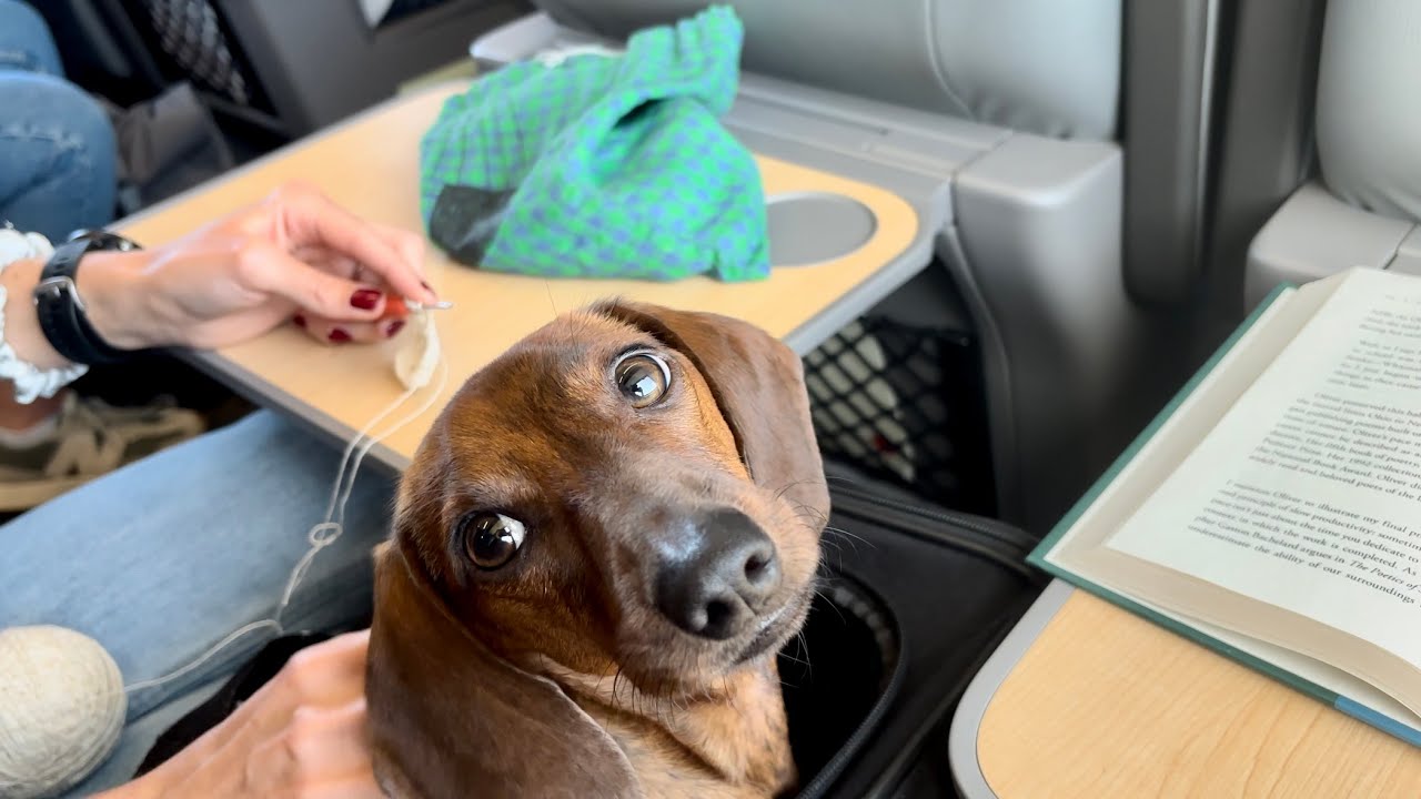 Mini dachshund visits the capital! - YouTube
