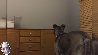 5 Dogs That Saw Something Their Owners Couldn’t See