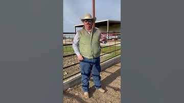 Why do we castrate lambs?