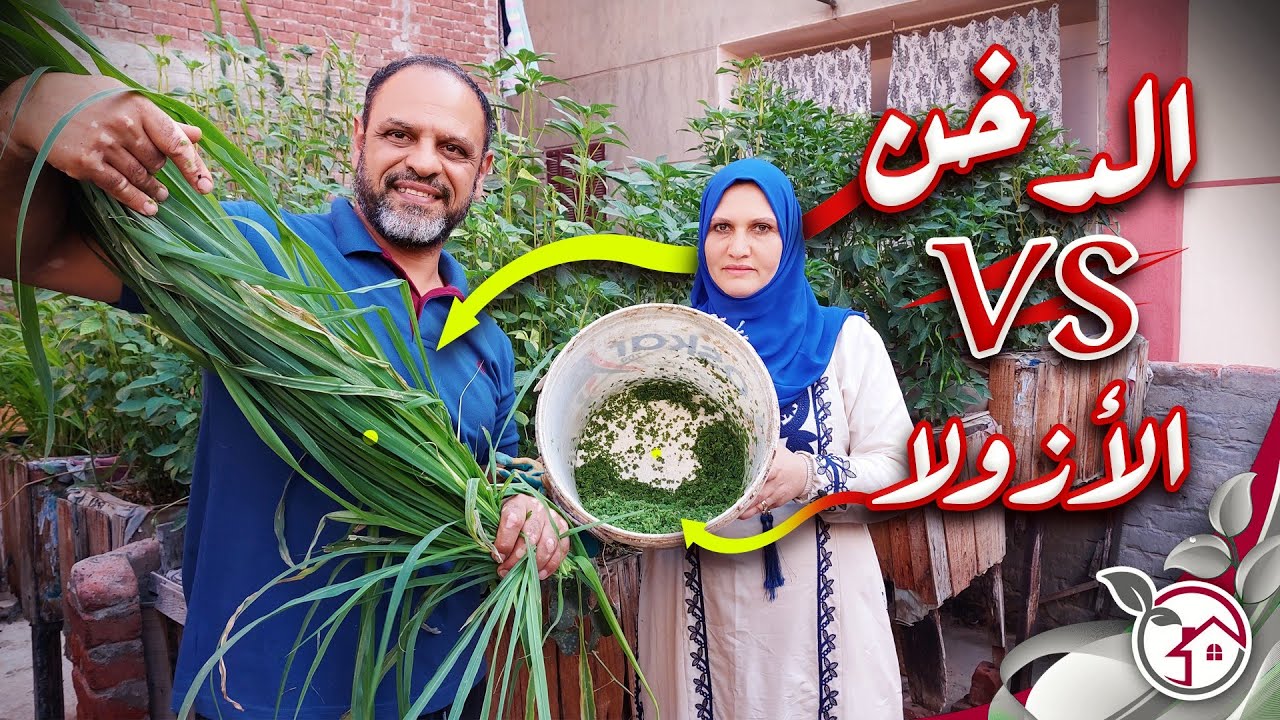 اطعام الدواجن وتجربة الازولا على مختلف الأنواع