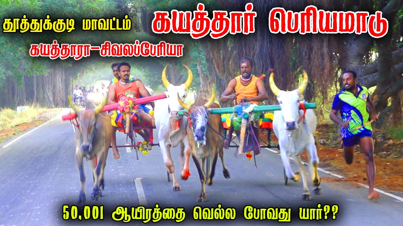 ⭕LIVE|பெரியமாடு கயத்தார் 50,001ஆயிரம் யாருக்கு?? நேரலை