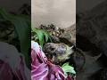 ⚠️👂Crunch adictivo 🐢🥬❤️ ASMR #tortugas #tortoise #turtle #mascotas #pets