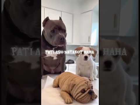 Biglang Natakot Yunmga Aso Foryou Blogger Repost Dogs Travelblog460