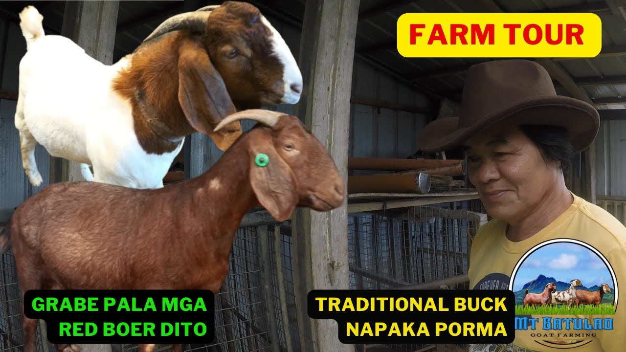TOUR SA KAMBINGAN NI BOSS CESAR ABELEDA RIVA/GRABE ANG MGA RED BOER NYA/GOAT FARMING PHILIPPINES