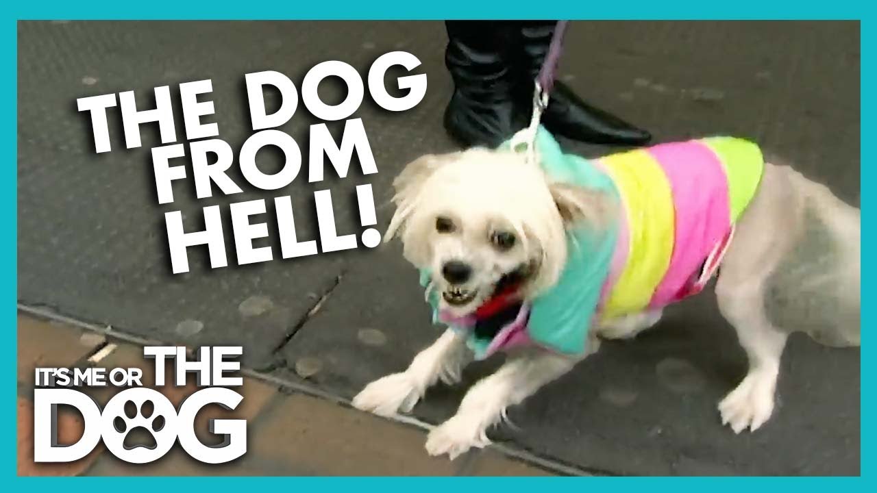 Vicious Tiny Dog From Hell😱 | Full Episode | It's Me or the Dog - YouTube