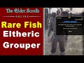 How to catch rare fish eltheric grouper in stros mkai angler  eso guide 2023