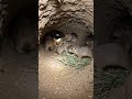 Desert Prairie dog POV: Tiny Camera Reveals a Massive Hidden Underground Colon #shorts