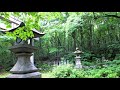 大山山麓の森 初夏:旅の音景色