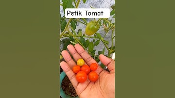 Petik tomat lagi #shortvideo #shorts #ytshorts #youtubeshorts #harvest #tomato #panentomat #pedesaan