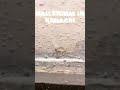 Ice rain in Karachi?! This is wild! 🌨️ #hailstorm #karachiweather