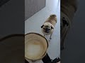 Ela briga querendo meu tafetuleite!😂😂 alguém mais!???
