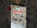 議題が気になりすぎるww #猫動画 #猫の集会 #猫端会議 #癒し動画 #動物動画 #shorts