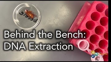 Behind the Bench: DNA Extraction with Qiagen DNeasy Blood & Tissue Kit (Product 69504)