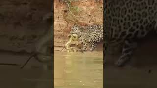 There Is No Way This Is Possible