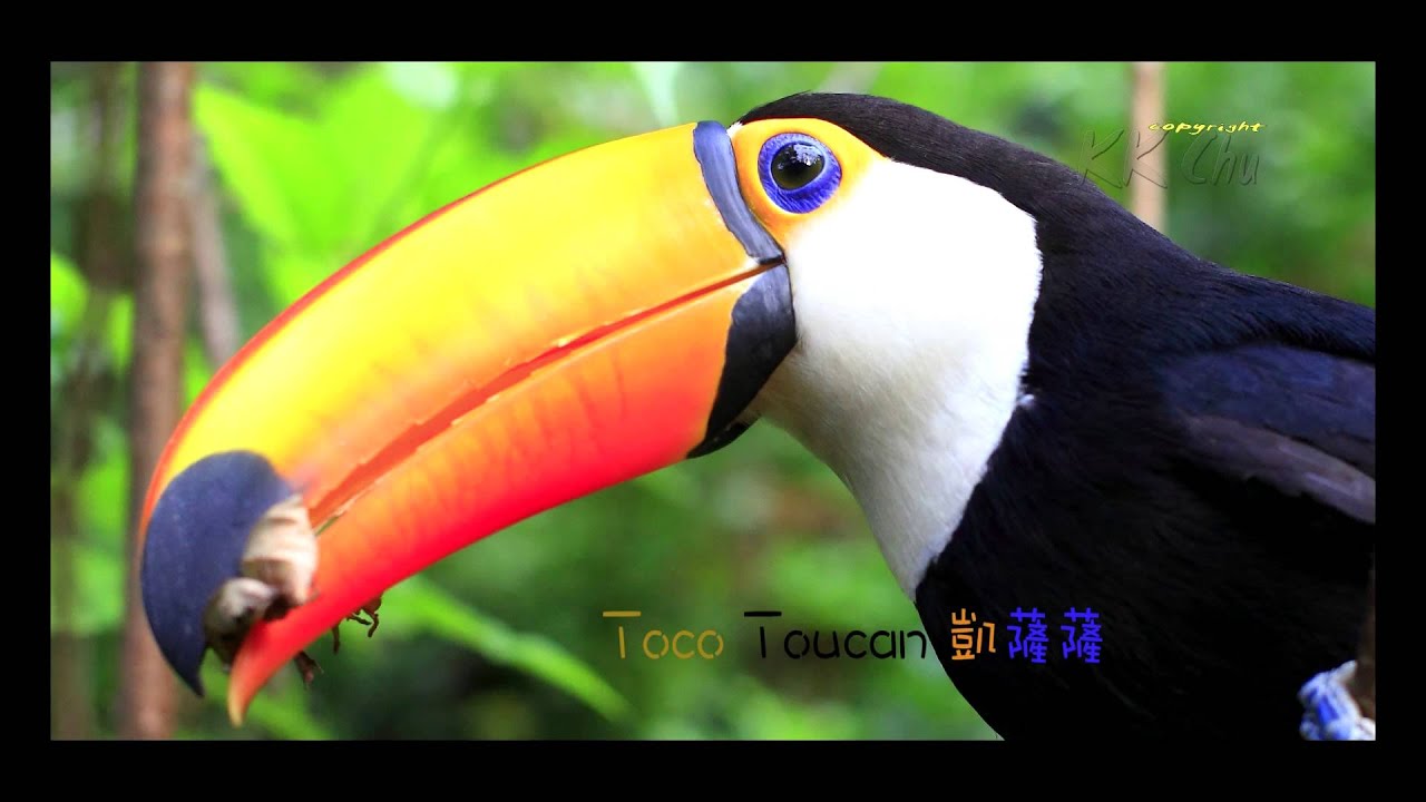 大嘴鳥在我家 Youtube