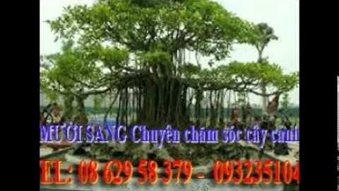 :0932351048.]] Nhận làm vườn, chăm sóc cây cảnh thi công sân vườn tại  quận 1.tphcm