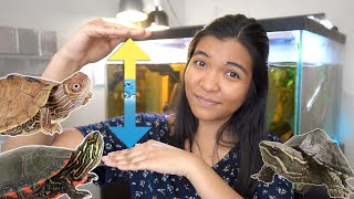 How Much Water Should You Put In A Turtle Tank? | TURTLE WATER DEPTH