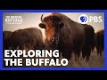 Buffalo, Resilience, and Indigenous Perspectives