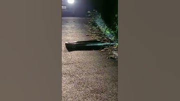 #huge #python  #snake #rongtong  while returning back from kurseong